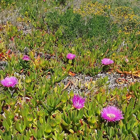 Corte Degli Ulivi * Capoterra