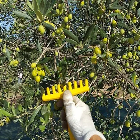 Corte Degli Ulivi * カポテッラ